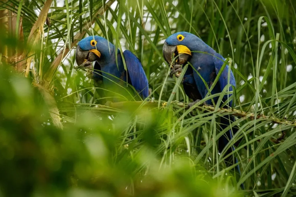 Breeding Programs for Endangered Exotic Birds