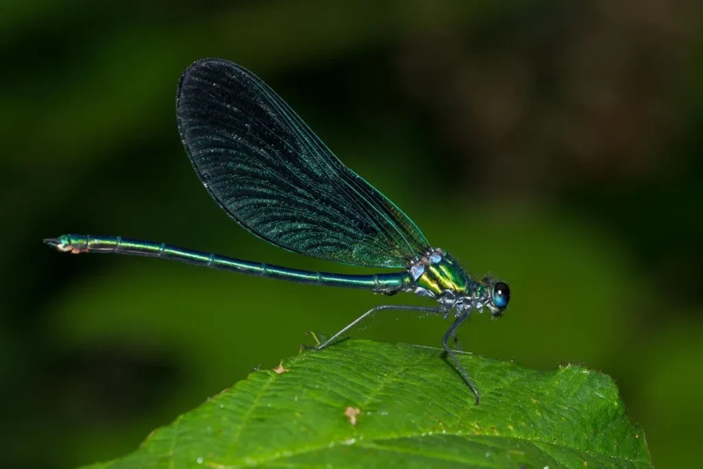 Caring for Rare Insect Species as Pets