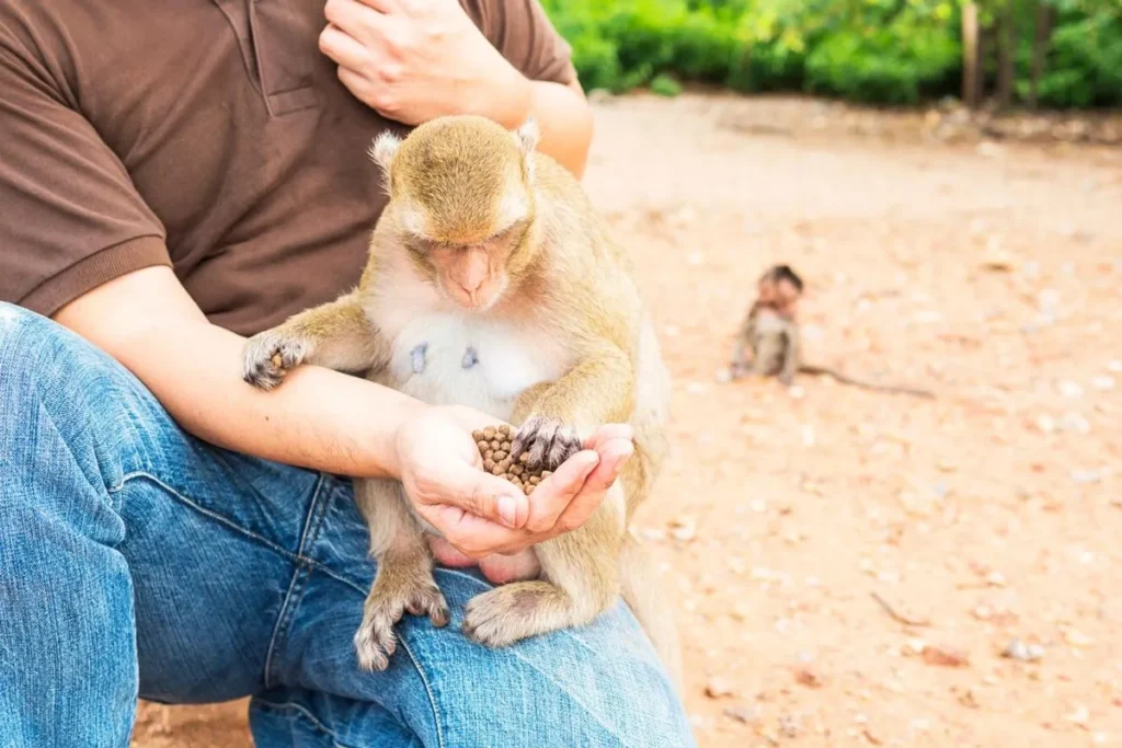 Clicker training for exotic mammals