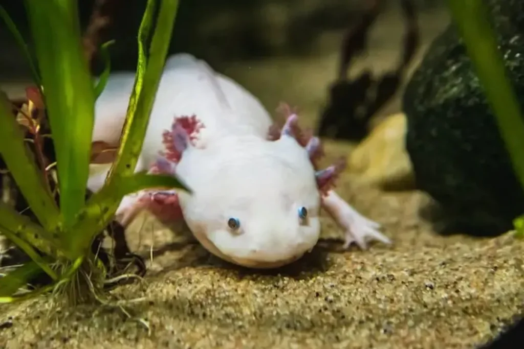 Comprehensive care for captive axolotls