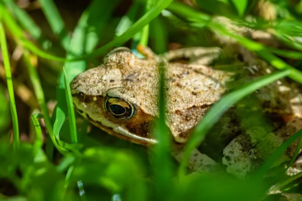 Conservation efforts for critically endangered frogs