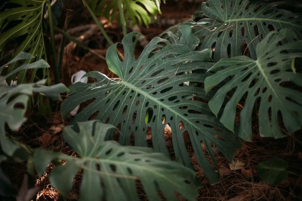 Conservation of Rare Exotic Plant Species