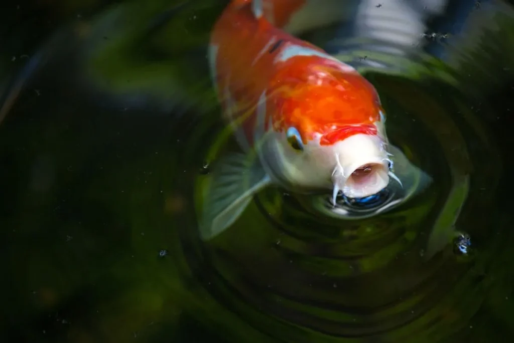 Conservation techniques for rare tropical fish