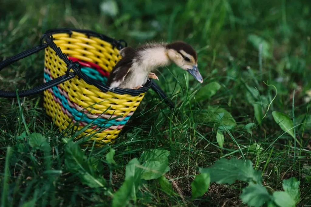 Enrichment Activities for Captive Exotic Birds