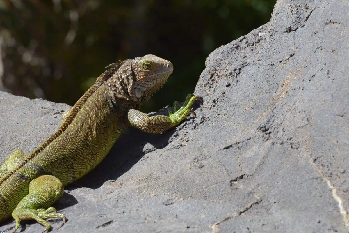 Habitat Restoration for Endangered Reptiles