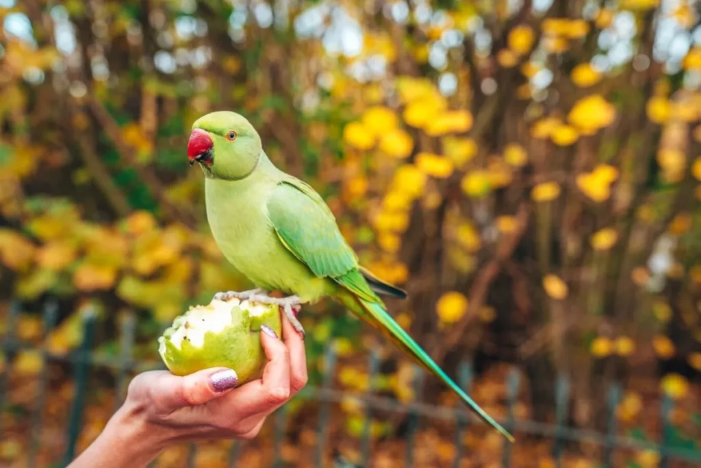 Health Management for Rare Exotic Birds