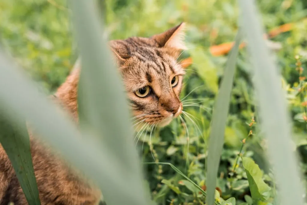 Natural Habitat Replication for Savannah Cats