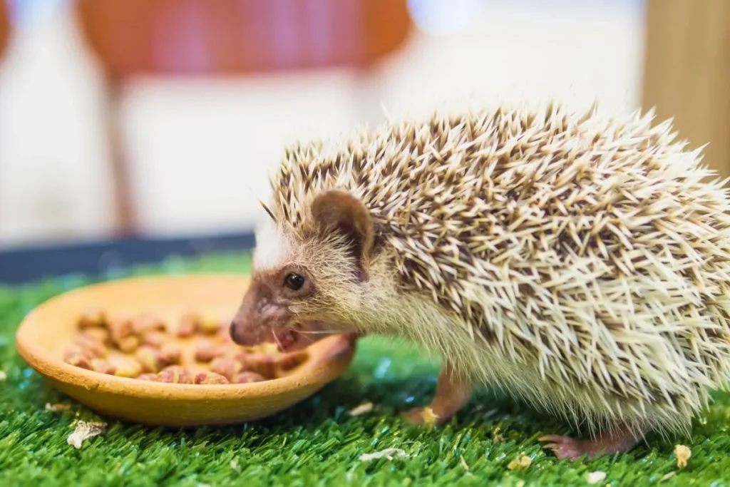 optimal feeding strategies for pygmy hedgehogs