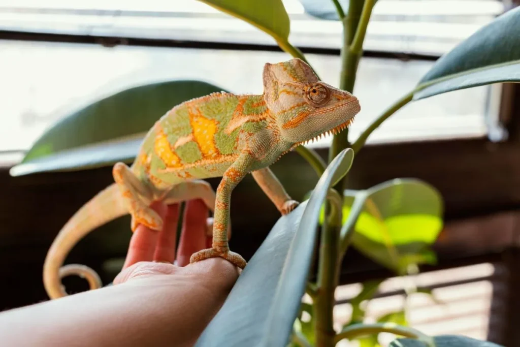 Positive reinforcement for exotic reptiles