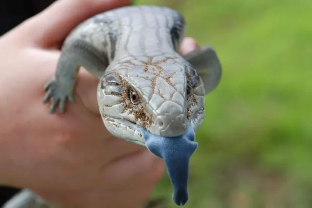 Proper Care for Blue-Tongue Skinks