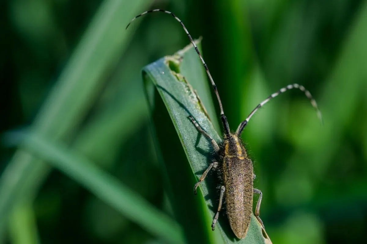 Protecting the habitat of exotic insects