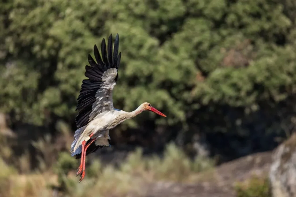 Target Training for Large Exotic Birds