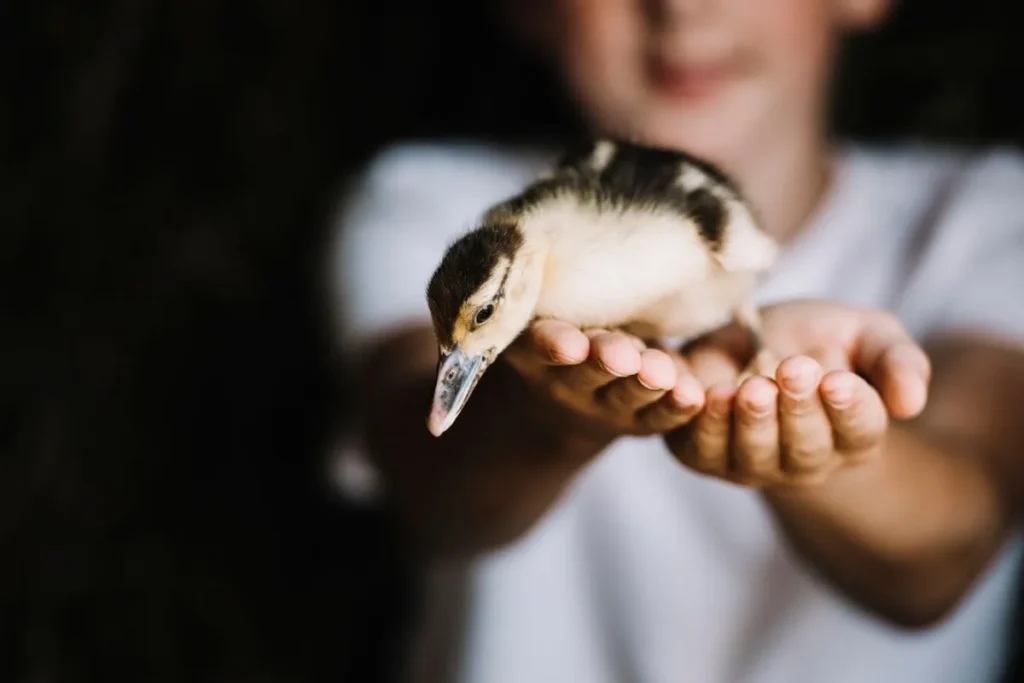 Training Techniques for Nocturnal Exotic Animals